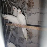 عروس آلبینو و سینامون سرلاکی تا بالغ و گرینچیک|پرنده|آستانه اشرفیه, |دیوار