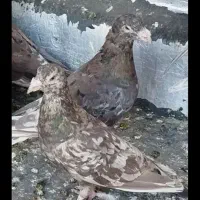 آتم سرور شکلاتی عالی