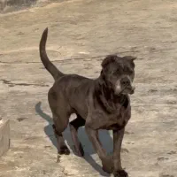 کین کور ایتالیایی|سگ|بومهن, |دیوار