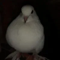 کبوتر سفید نر|پرنده|ساری, |دیوار