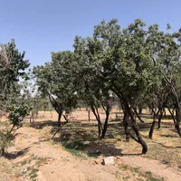 فروش زمین بوستان زندگی شرقی قابل تقسیم به دو پلاک