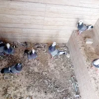 ۷ عدد شازده سبز|پرنده|اردکان, |دیوار