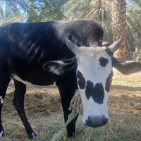 گاو ماده چاق هشتاد ملیون قیمت|حیوانات مزرعه|سندرک, |دیوار