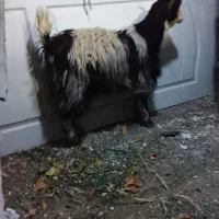 بز . بزغاله آبستن دو قلو جنس دار استثنایی|حیوانات مزرعه|تهران, افسریه شمالی|دیوار