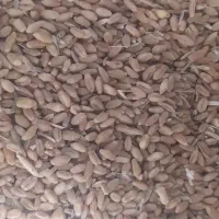 فروش گندم