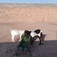 دوراس یکساله جنس دار|حیوانات مزرعه|تربت جام, کاریز نو سفلی|دیوار