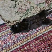 واگذاری دوتا گربه dsh