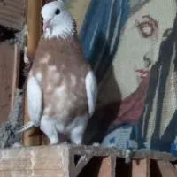 طوقی|پرنده|مینودشت, |دیوار