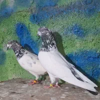 کبوتر پرشی و تزیینی