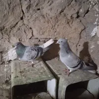 نر و ماده بدرنگ دم سفید کلایی|پرنده|ماهان, |دیوار