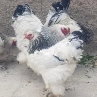 تخم مرغ نطفه برهما تخم مرغ پاپر محلی