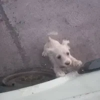 سگ پشمالو گم کردم