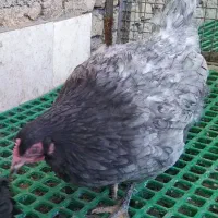 آیسبار فرانسوی نژادتخم گذاری بالا و مقاوم