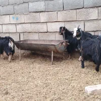 بزغاله شیری بره|حیوانات مزرعه|نجفآباد, حومه نجف آباد|دیوار