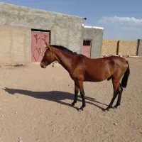 اسب|اسب و تجهیزات اسبسواری|قیدار, |دیوار
