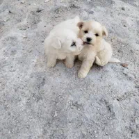 توله پاکوتاه اشپیتز