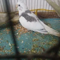 عروس هلندی|پرنده|قشم, |دیوار