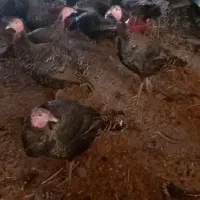 بوقلمون