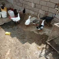 دو غاز ماده و4بوقلمون برای فروش