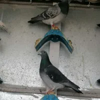 اصل جنس|حیوانات|گناباد, |دیوار