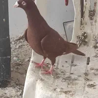 جفت زرد و سرخ