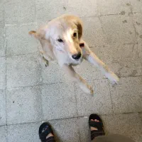 نژاد گلدن رتریور اسکاتلندی|سگ|شوشتر, |دیوار