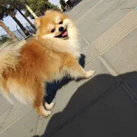 پامرانین نر پرتغالی سایز صفر