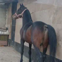 نریان عرب خالص