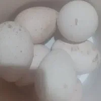 تخم بوقلمون وقوغاز