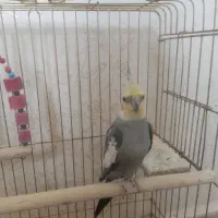 عروس هلندی نر
