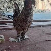 کمپلوی شمالی|حیوانات مزرعه|اهواز, کمپلو شمالی|دیوار