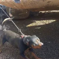 سگ رودفایلر یک ساله درجه یک اگر کسی خواست تماس