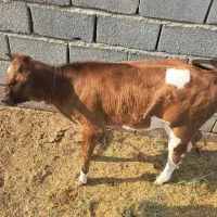 گاو|حیوانات مزرعه|بندرعباس, |دیوار