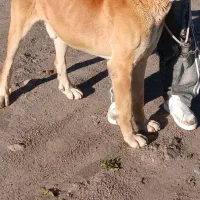 سگ سرابی ۴ ساله