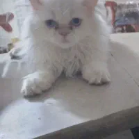 بچه گربه پرشین