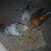 ۳ خروس 1مرغ  خروسادانه۶۰۰  مرغ۴۰۰هزارتونن