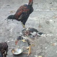 خروس لاری اصلی