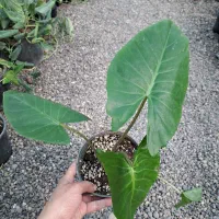 باباآدم۸۰تومن دیفن باخیا۲۲۰ تومن