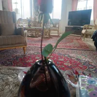 همیار مادر سالمند