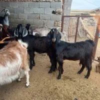 بز ابست|حیوانات مزرعه|گنبد کاووس, |دیوار