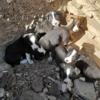 تیله سگ  باهوش