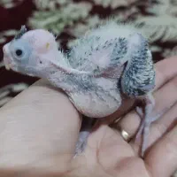 جوجه عروس هلندی و جفت