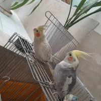 جفت عروس هلندی فقط ۱/۹۵۰/۰۰۰ نقد