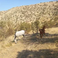 مادیان و کره اسب|اسب و تجهیزات اسب‌سواری|کوهدشت, |دیوار