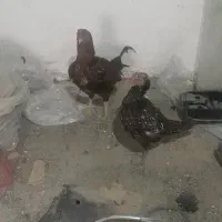 مرغ و خروس|حیوانات مزرعه|فردوسیه, |دیوار