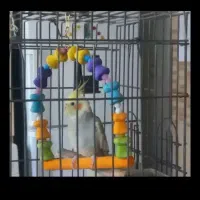 عروس هلندی ۵ ماهه