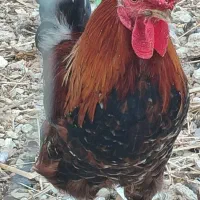 خروس|حیوانات مزرعه|وحدتیه, |دیوار