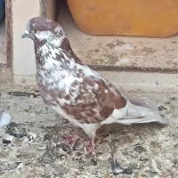 کبوتر گرفتنی