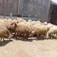 گوسفند زنده منطقه فردیس
