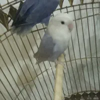 دو عدد طوطی برزیلی